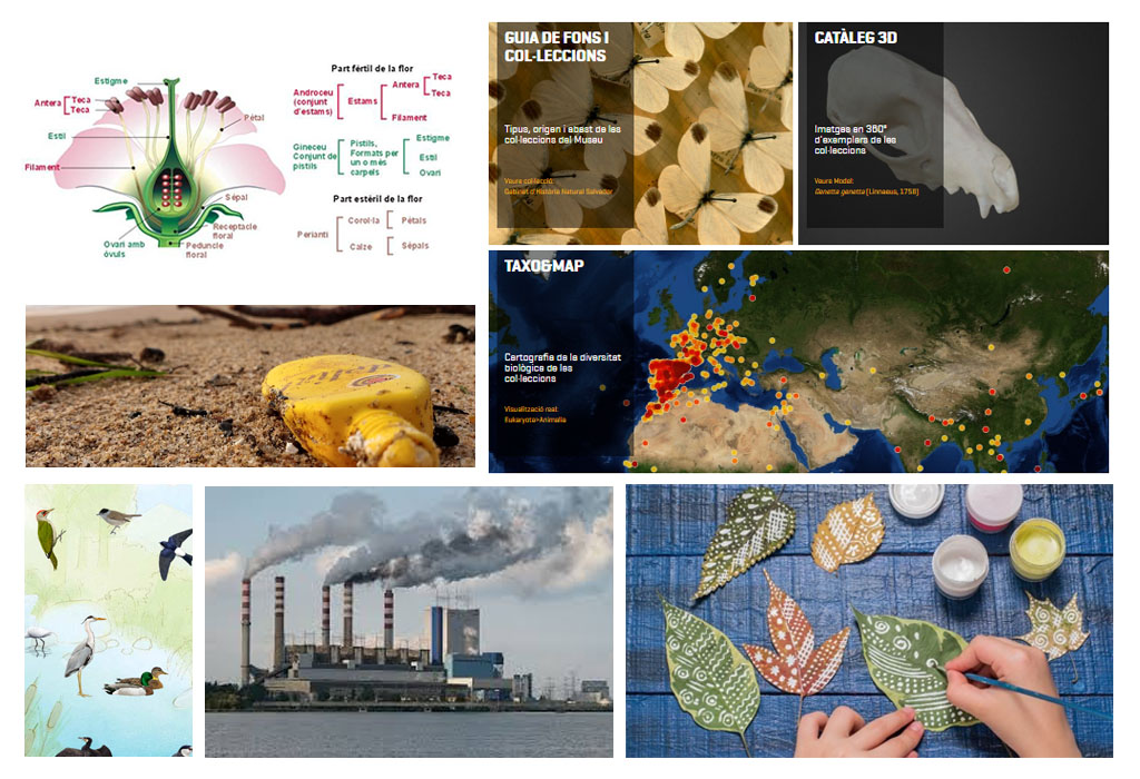 7 recursos online d’Educació Ambiental