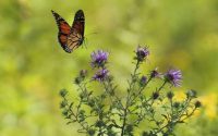 insectes 8