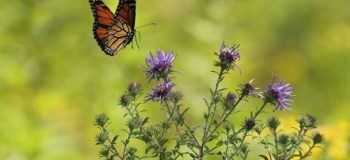 insectes 8